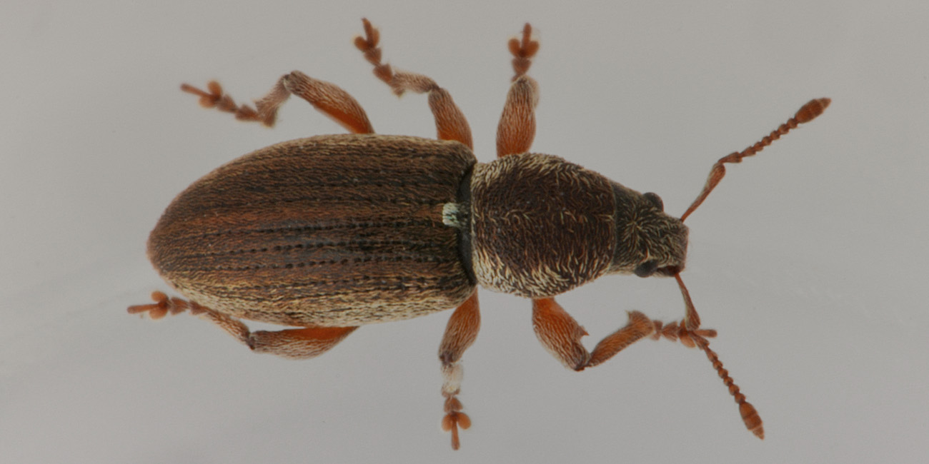 Curculionidae: Polydrusus marginatus?  S !